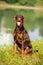 Brown doberman portrait in summer