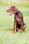 Brown doberman puppy