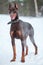 Brown Dobermann dog strikes a warning note standing full-length on snow at winter season