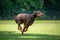 Brown dobermann with natural ears and tail training for schutzhund, igp, ipo