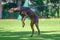 Brown dobermann training for schutzhund, igp, ipo