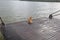 Brown Dog in Boat Travel