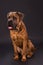 Brown dog of breed cane corso.