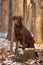 Brown dog breed Labrador Retriever sitting in a forest on a stump