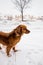 Brown dog in Cappadocia in winter with snow