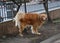 Brown dog, Cocker Spaniel breed, urinates on a neighborhood tree.