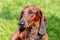 Brown dog dachshund close up on a background of grass