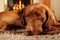 Brown Dog in front of the fire place