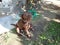 Brown dog on ground with garden hose and orange