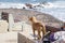 Brown dog guarding a backpack and exploring the seashore landscape