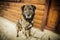 Brown dog guarding door