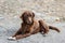 Brown dog laying near Ananuri castle