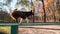 Brown dog learning commands while running along green, wooden bench outdoors