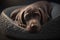 Brown dog lies in plush pet bed, muzzle and nose close up. Generative AI