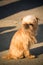 Brown dog with long furs that cover its eyes