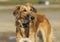 Brown dog with long legs standing on a gray sand