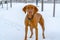 Brown dog looking straight at the camera in Eagle Mountain Utah in winter