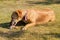 Brown dog lying on meadow licking fresh bone, sunny afternoon