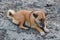 The brown dog is lying on the rock floor