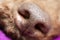 Brown dog nose macro portrait lagotto romagnolo fifty megapixels high quality