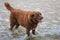 Brown dog playing in the sea Barking to call the owner to play