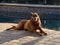 A brown dog relaxes by the swimming pool in Florida