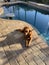 A brown dog relaxes by the swimming pool in Florida