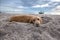 Brown dog relaxing on the beach