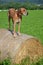 Brown dog (ridgeback) stands on roll of straw on green meadow
