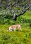 Brown Dog Searching in Tall Grass