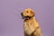 a brown dog sitting and staring at the camera with a purple background