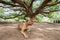 Brown dog sitting under rain tree