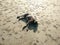 Brown dog sleep relax on sandy beach at twilight sunrise.