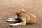 Brown dog sleeping on the floor with see the back, dog cute