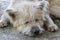 Brown dog sleeps on cement floor