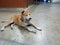 A brown dog sleeps quietly on the floor