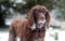 Brown dog in snow