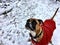 Brown dog in the snow