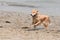 Brown dog splashing at a beach, happy looking