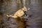 Brown dog splashing while fetching stick in vernal pool, Connect
