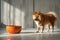 Brown dog standing next to a bowl. The background is light and minimalistic.