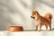 Brown dog standing next to a bowl. The background is light and minimalistic.