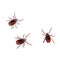 The brown dog tick, Rhipicephalus sanguineus isolated on white background. Dog risk for many conditions including