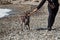 Brown dog with white spots breed pointers plays with her man in stick outdoors on the beach. Active sports dog kurzhaar runs