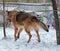 Brown dog in winter jumping