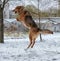 Brown dog in winter jumping