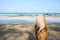 A brown dog wondering by the sea.