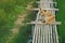 A brown dog on wooden bamboo bridge walkway spanning to the rice field