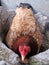 Brown Domestic Chicken Incubating Eggs