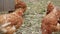 Brown domestic chickens graze in the yard of a rural house.